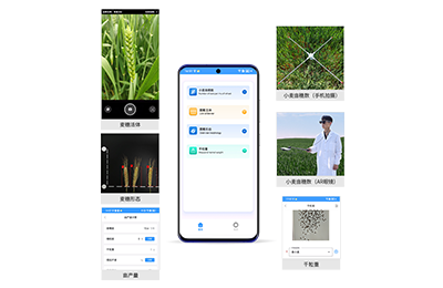 汕头市小麦亩穗数分析仪IN-XM02