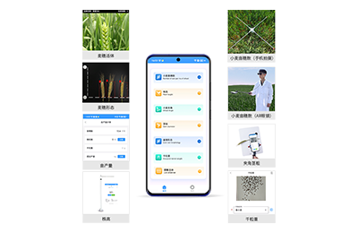 汕头市小麦表型测量仪IN-XM05